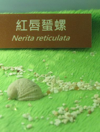 Nerita signata